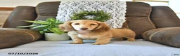 Miniature Dachshund dogs for sale: Sadie - Ad 3