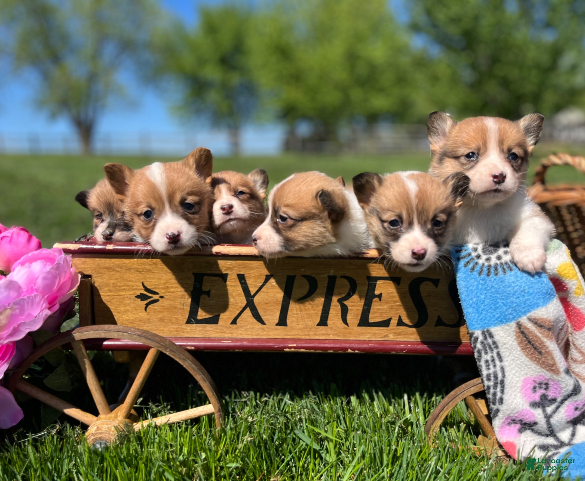 Welsh Corgi Pembroke dogs Sweet Clover❤️🐾AKC ❤️Text or Call 717-201-1556 - Ad 41