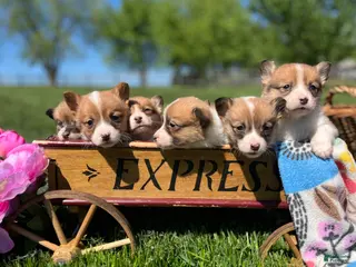 Welsh Corgi Pembroke dogs Sweet Clover❤️🐾AKC ❤️Text or Call 717-201-1556 - Ad 41