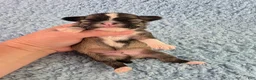 Chihuahua dogs for sale: AKC Basil - Ad 6