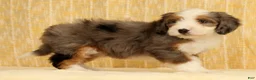 Mini Bernedoodle dogs for sale: Oakley - Ad 6