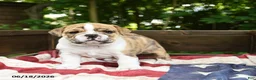 Olde English Bulldogge dogs for sale: Sally - Ad 5