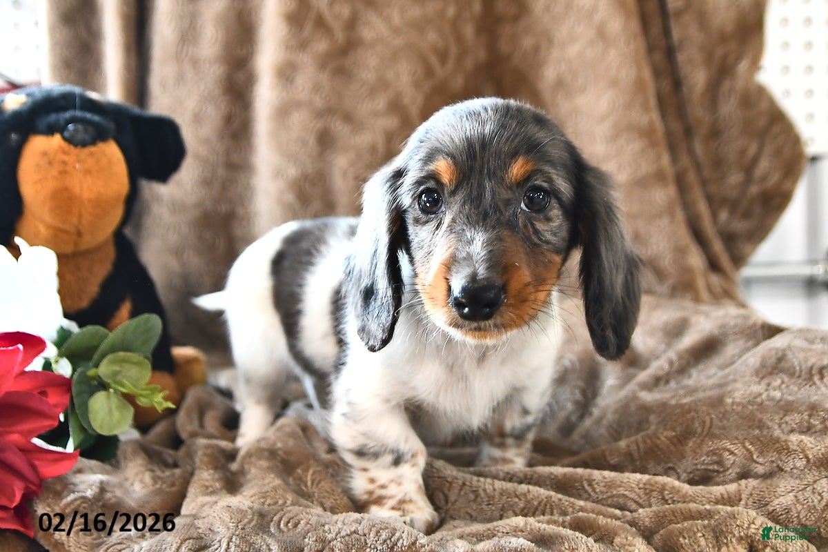 Miniature Dachshund dogs Basil - Ad 1