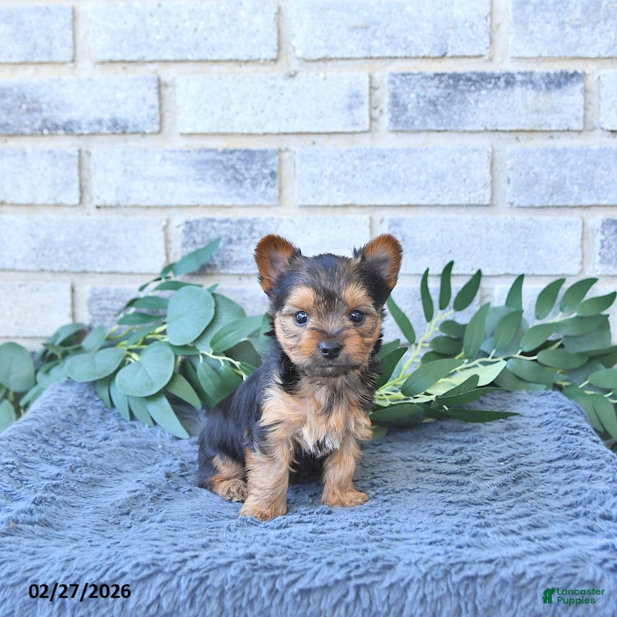 Yorkshire Terrier dogs Theo      EXTRA SMALL - Ad 2