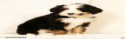 Bernedoodle dogs for sale: Poppy - Ad 6