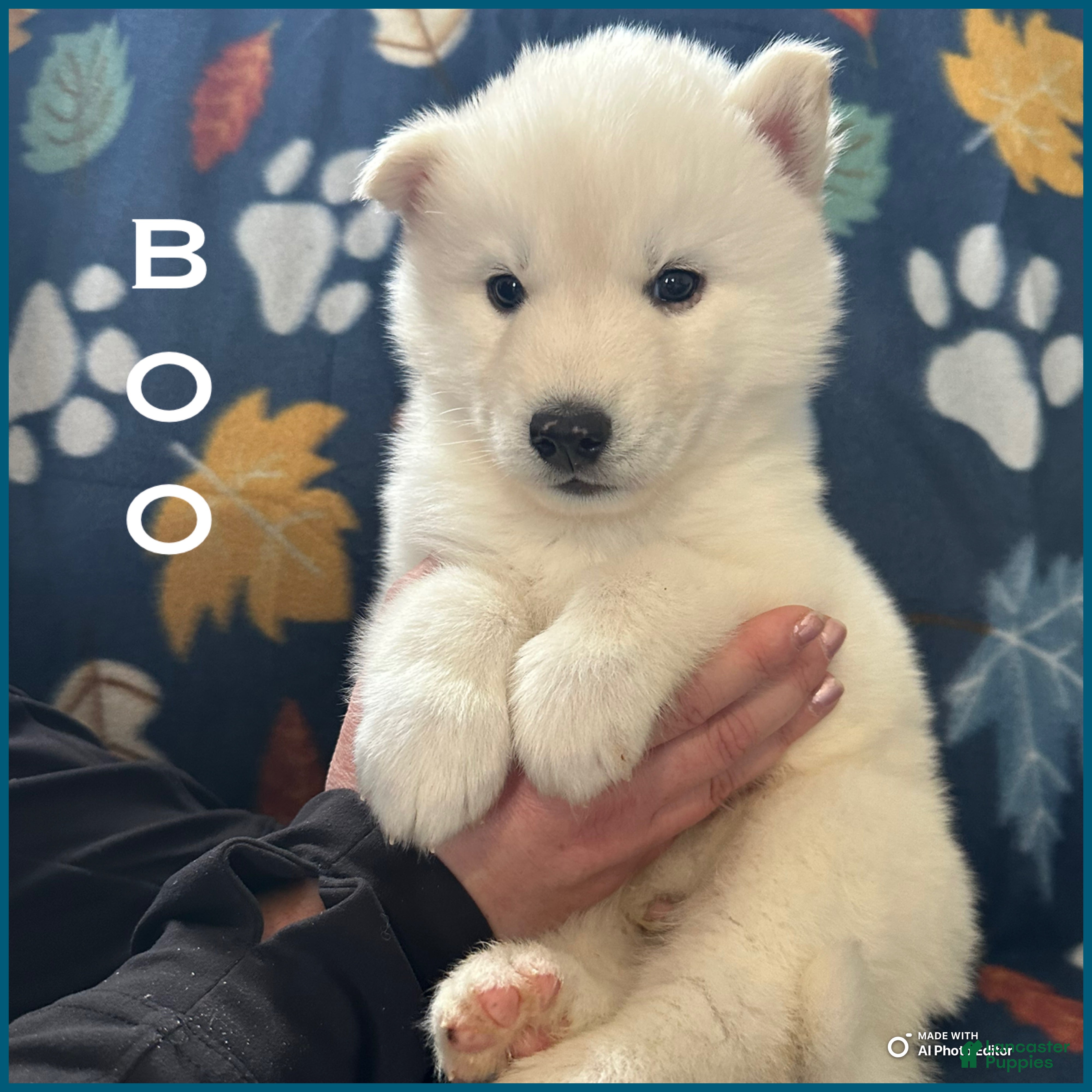 Siberian Husky dogs Boo - Ad 37