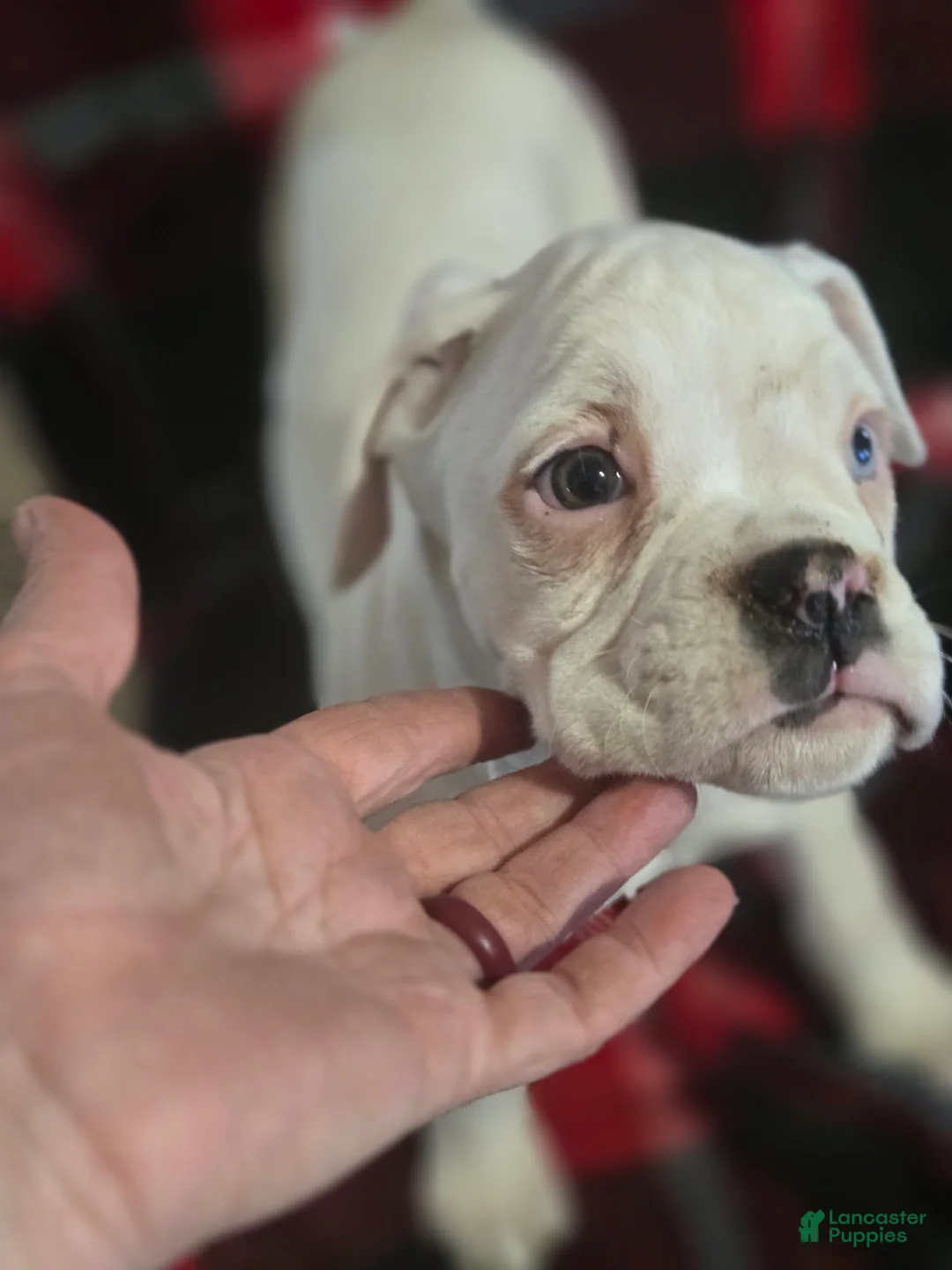 Boxer dogs for sale: Stevie - Ad 5