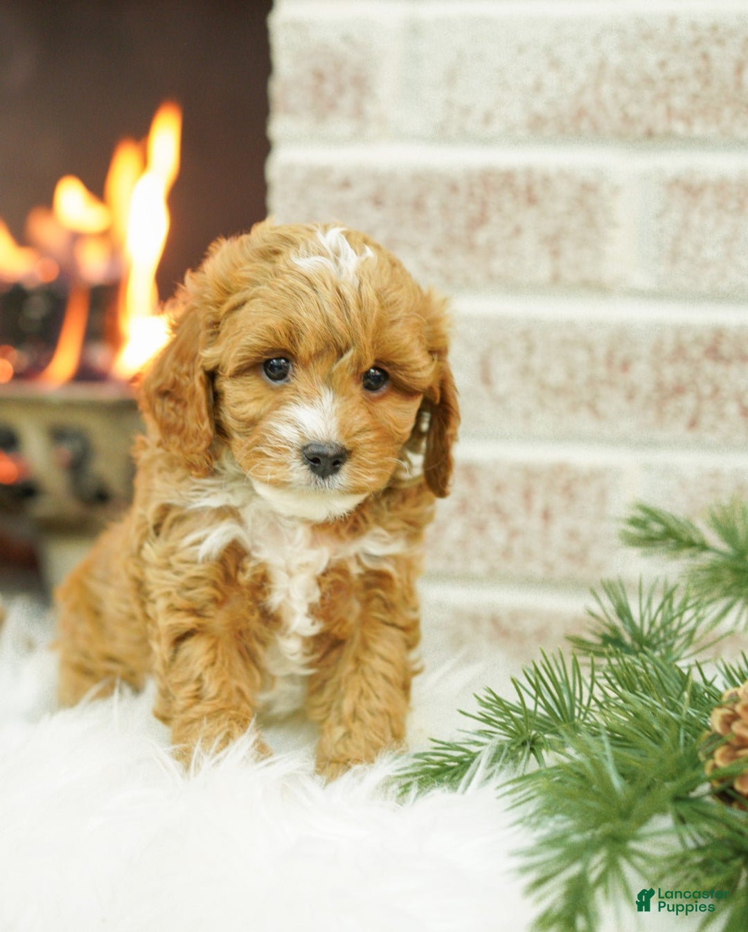 Cavapoo dogs for sale: Mason - Ad 3