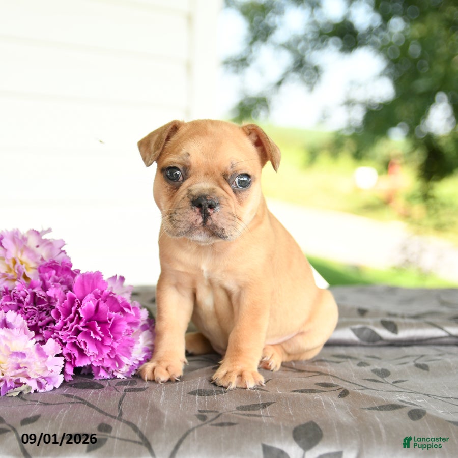 Frenchton dogs Max - Ad 2