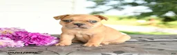 Frenchton dogs for sale: Max - Ad 2