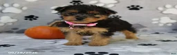 Yorkiepoo dogs for sale: Sabrina - Ad 4