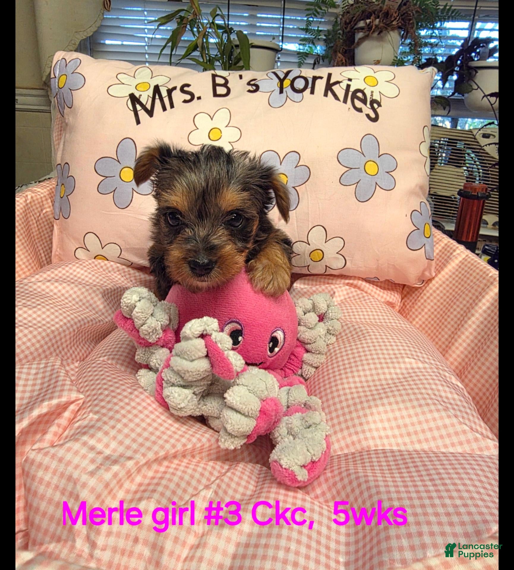 Yorkshire Terrier dogs for sale: Yorkshire Terrier  Merle girl #3 - Ad 1