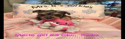 Yorkshire Terrier dogs for sale: Yorkshire Terrier  Merle girl #3 - Ad 1