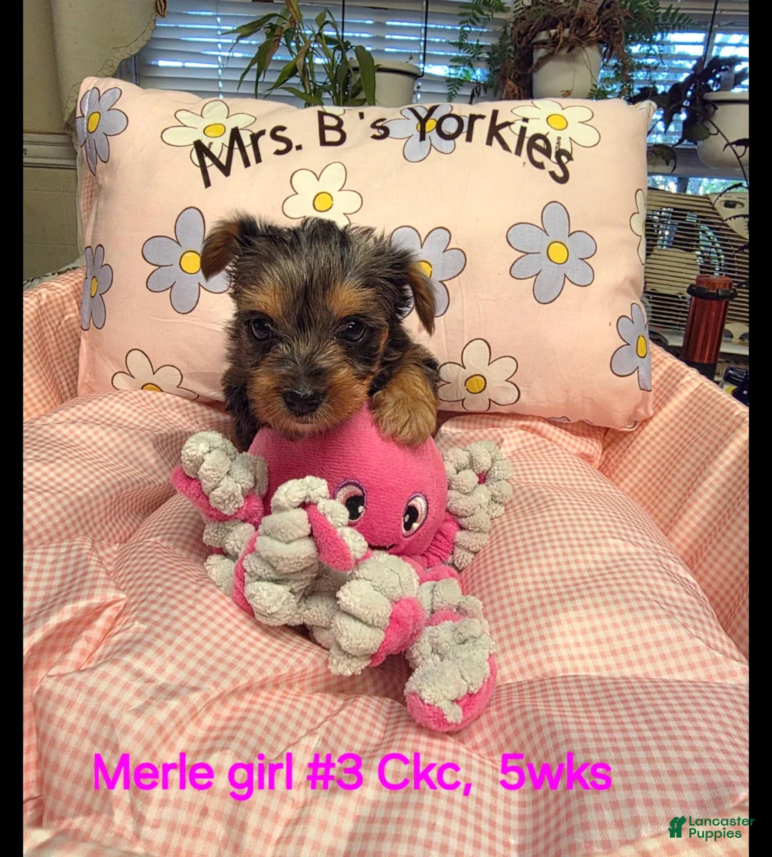 Yorkshire Terrier dogs for sale: Yorkshire Terrier  Merle girl #3 - Ad 1