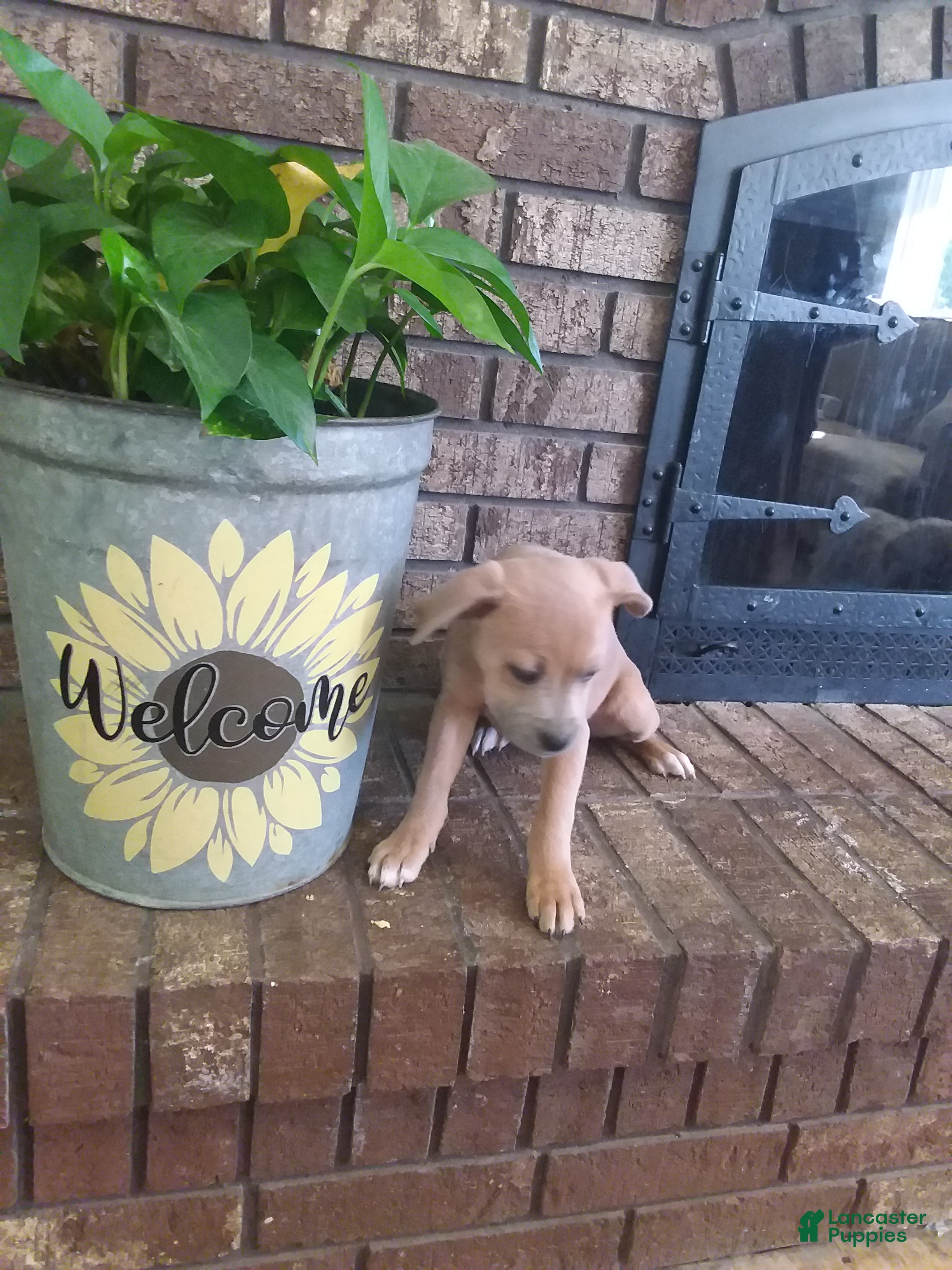 Mixed Breed dogs Mixed Breed Puppy 2 - Ad 2