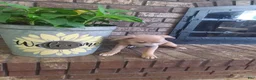 Mixed Breed dogs for sale: Mixed Breed Puppy 2 - Ad 2