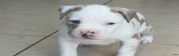 American Bully dogs for sale: American Bully 4 - Ad 4
