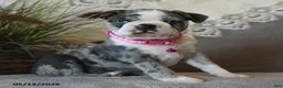 Boston Terrier dogs for sale: Paisley - Ad 2