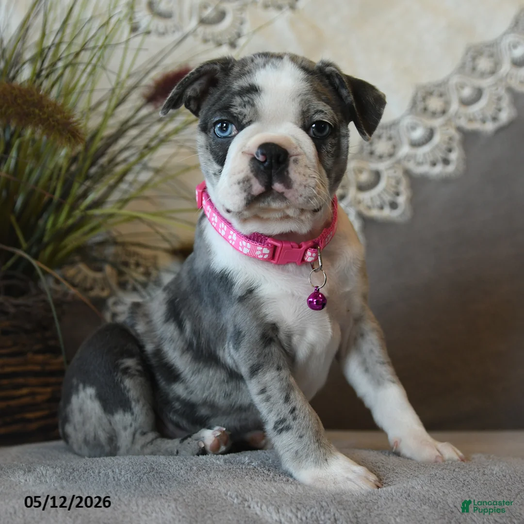 Boston Terrier dogs for sale: Paisley - Ad 2