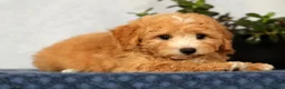 Bichpoo dogs for sale: Yonder - Ad 9