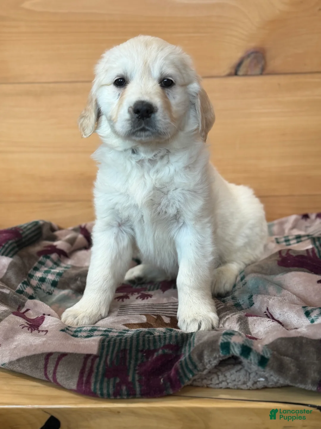 Golden Retriever dogs for sale: Hank - Ad 2