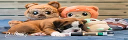 Boxer dogs for sale: Boxer Puppy 1 - Ad 1