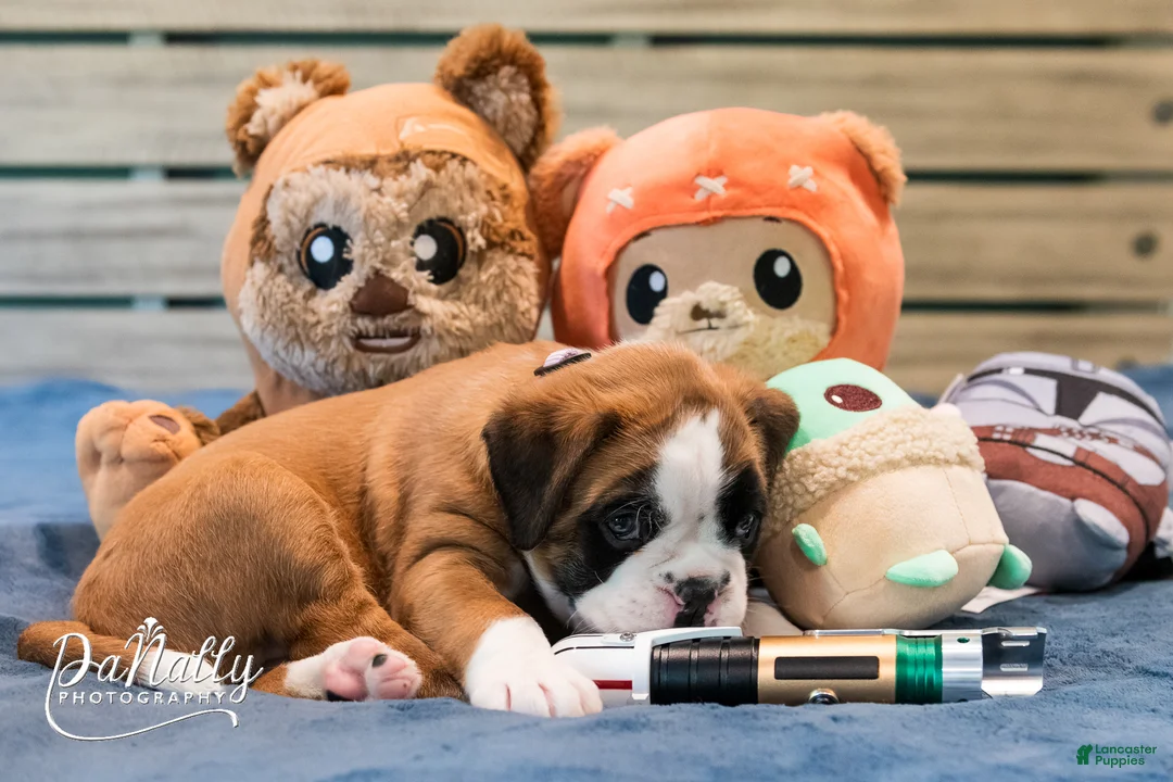 Boxer dogs for sale: Boxer Puppy 1 - Ad 1