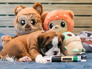 Boxer dogs for sale: Boxer Puppy 1 - Ad 2