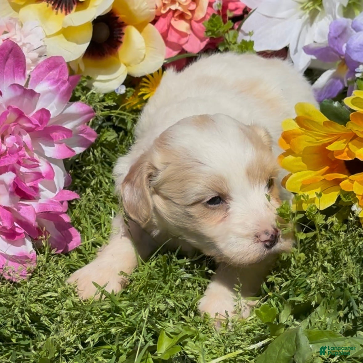 Mini Goldendoodle dogs Poppy - Ad 1