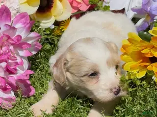 Mini Goldendoodle dogs for sale: Poppy - Ad 1