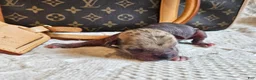 Mixed Breed dogs for sale: Spice  - Ad 4