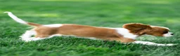 Cavalier King Charles Spaniel dogs for sale: Allen Cavalier King Charles Spaniel Puppy  - Ad 12