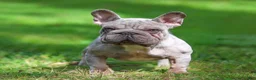 French Bulldog dogs for sale: MAVERICK - Ad 12