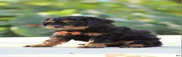 Cavapoo dogs for sale: Rumble - Ad 2