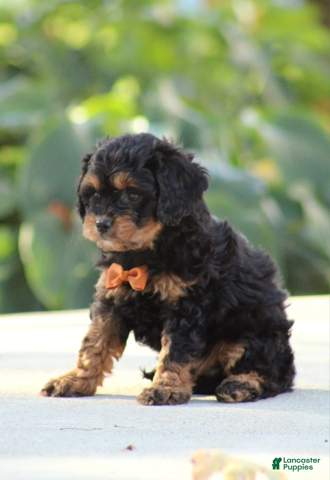 Cavapoo dogs for sale: Rumble - Ad 2