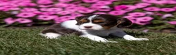 Cavalier King Charles Spaniel dogs for sale: Cavalier King Charles Spaniel 1 - Ad 6