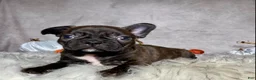 Mixed Breed dogs for sale: Mr. Bruce - Ad 4