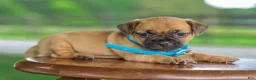 Jug dogs for sale: Zippy Jug Puppy - Ad 3