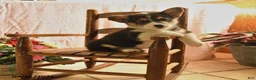 Welsh Corgi Pembroke dogs for sale: Pete - Ad 1
