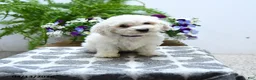 Bichon Frise dogs for sale: Charlotte - Ad 1