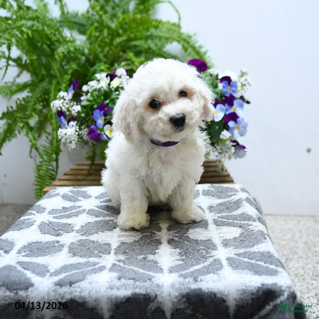 Bichon Frise dogs for sale: Charlotte - Ad 1