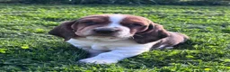 Basset Hound dogs for sale: Chubs - Ad 1