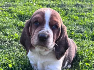 Basset Hound dogs Chubs - Ad 12