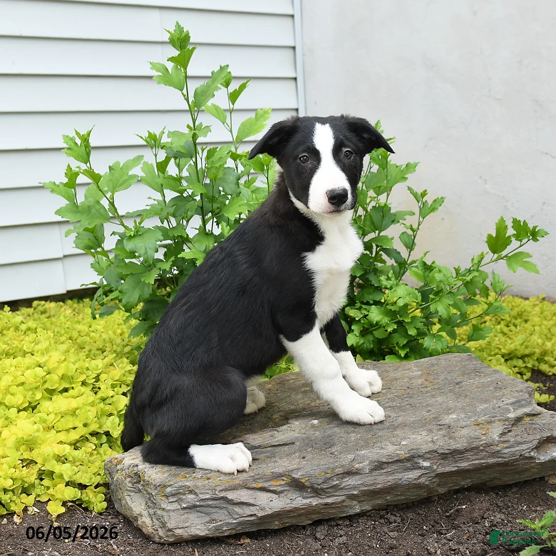 Border Collie dogs for sale: Hancock - Ad 1