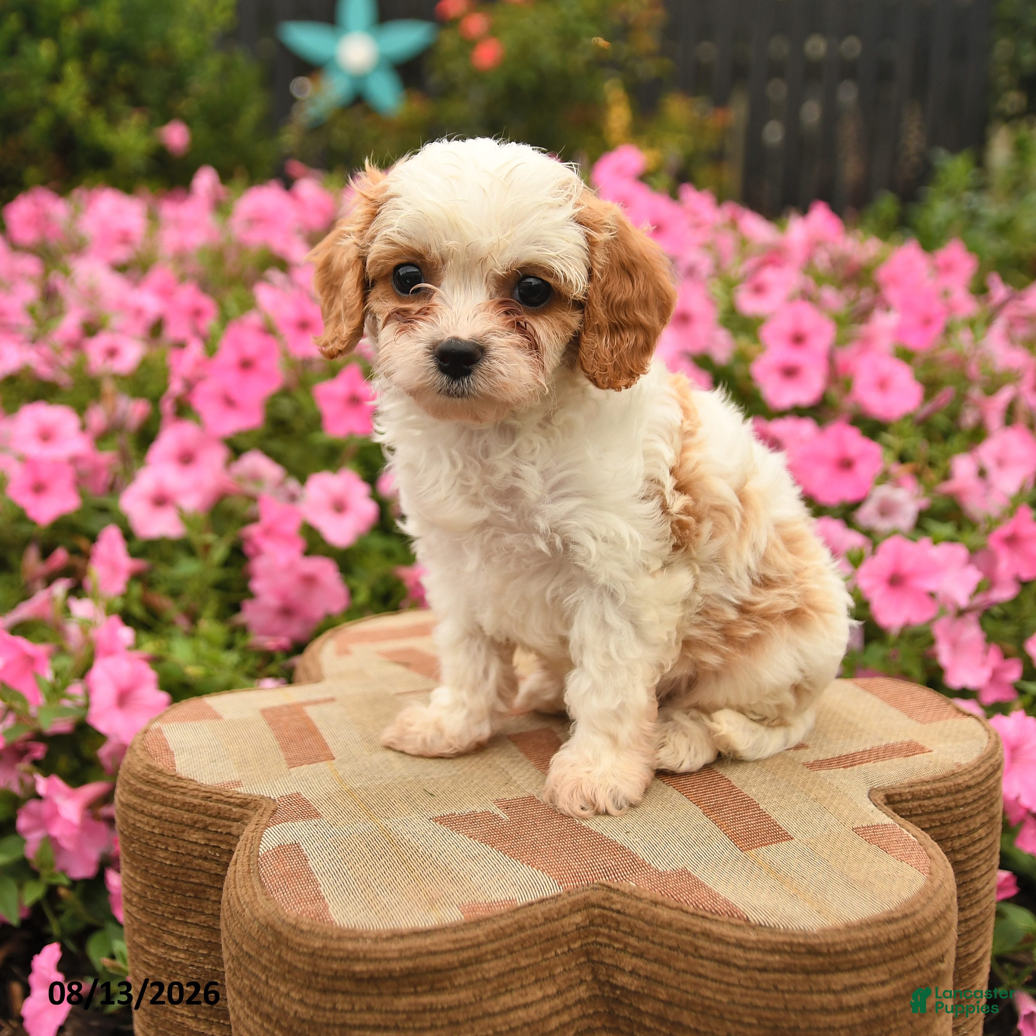 Cavapoo dogs Charlie  - Ad 1