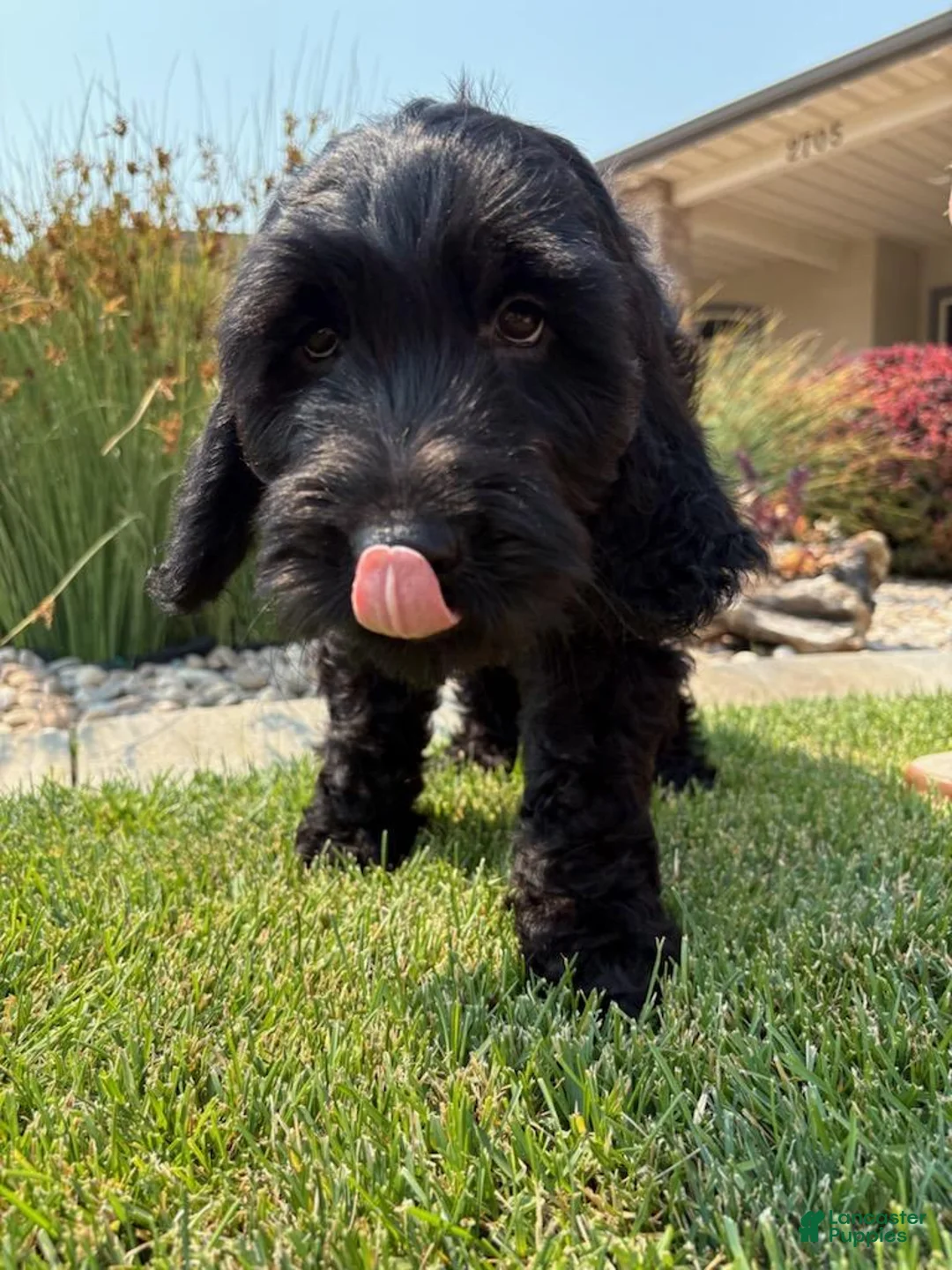 Goldendoodle dogs for sale: Jet - Ad 2