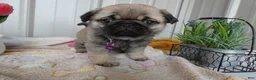 Pug dogs for sale: Pug Puppy 3 Lilac - Ad 3