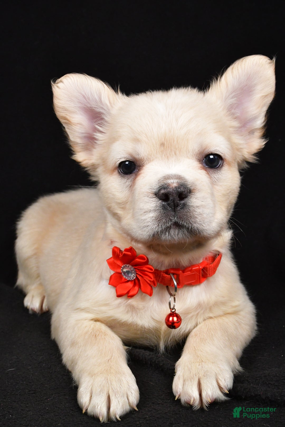 French Bulldog dogs for sale: Muffin - Ad 9