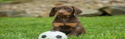 Doberman Pinscher dogs for sale:  Deacon (Red Rust) 🐶🖤🐾 - Ad 9