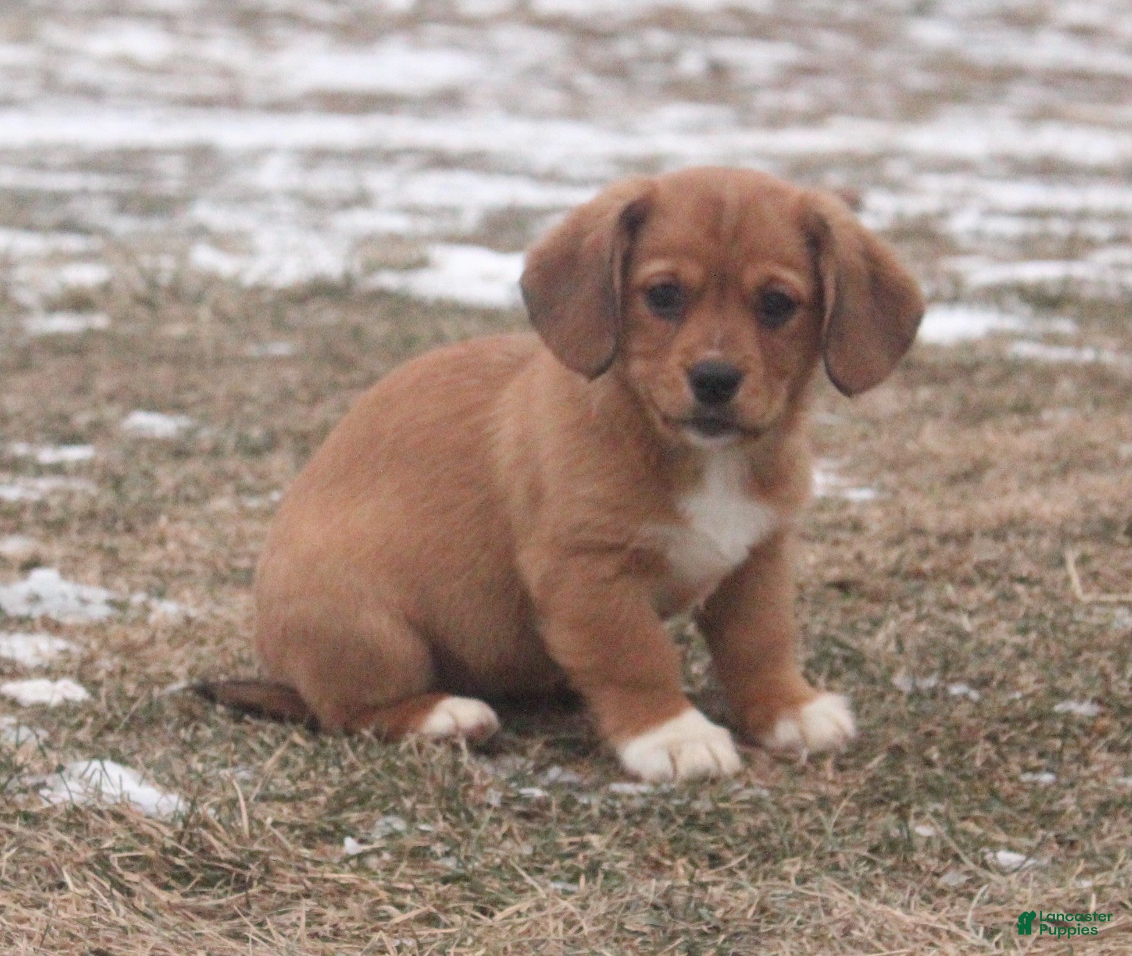 Mixed Breed dogs Olivia - Ad 13